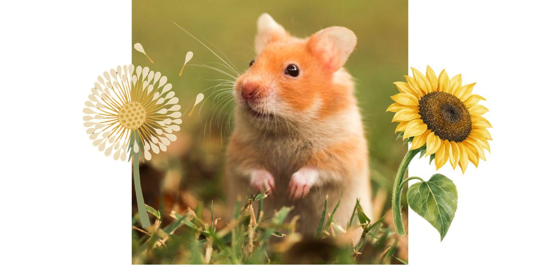Hamster doré couleur roux en extérieur dans l'herbe, se tient sur ses pattes arrière, plus un sticker de pissenlit mûr et un sticker de tige de tournesol