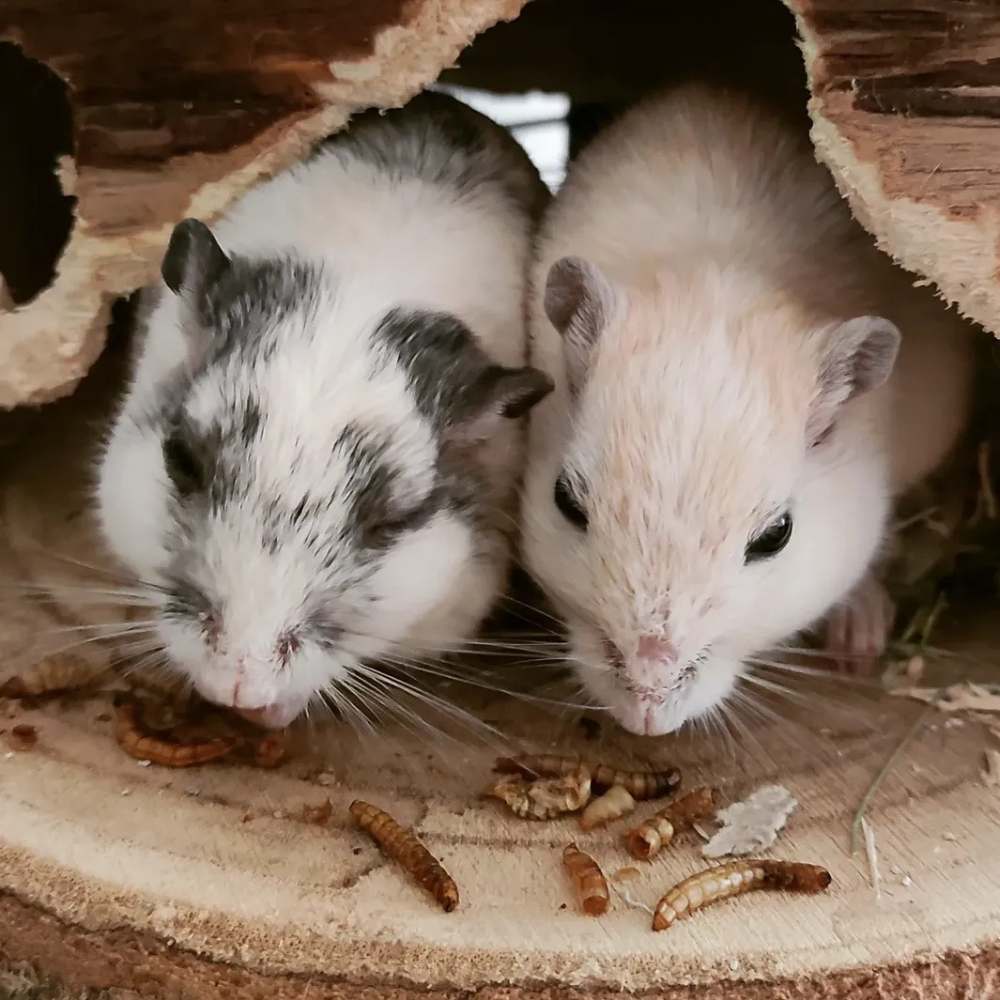 Vers de farine séchés et extras complémentaires pour gerbille et hamster