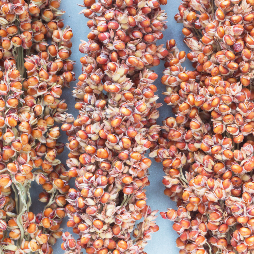 Épis de sorgho rouge 70 g – de gros grains pour gerbilles et hamsters