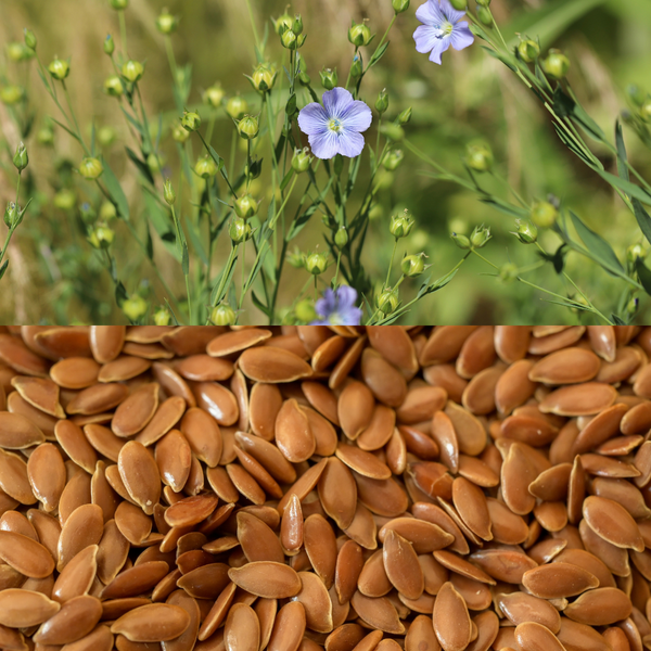 Graines de lin doré 150g – Source d'oméga-3, à donner avec modération