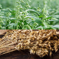 Bouquet d'avoine séché 200g – Grignotage naturel pour rongeur
