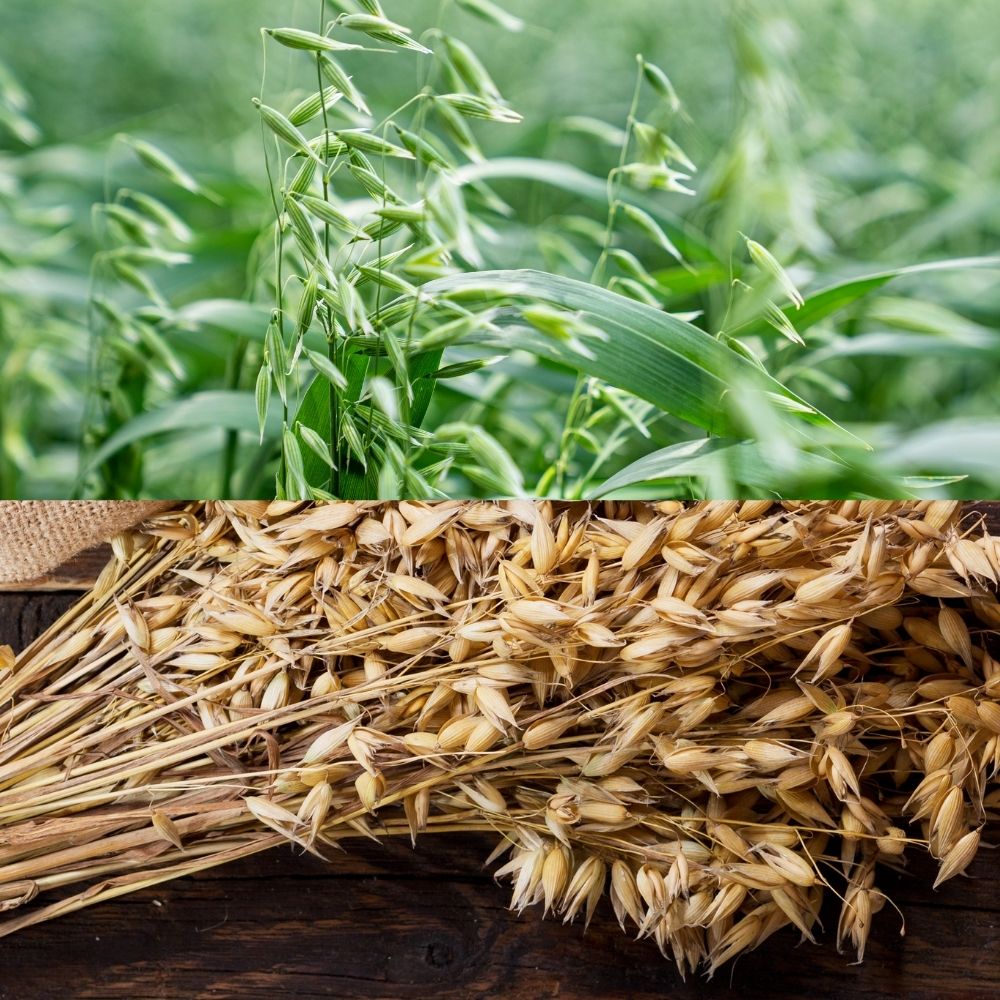 Bouquet d'avoine séché 200g – Grignotage naturel pour rongeur