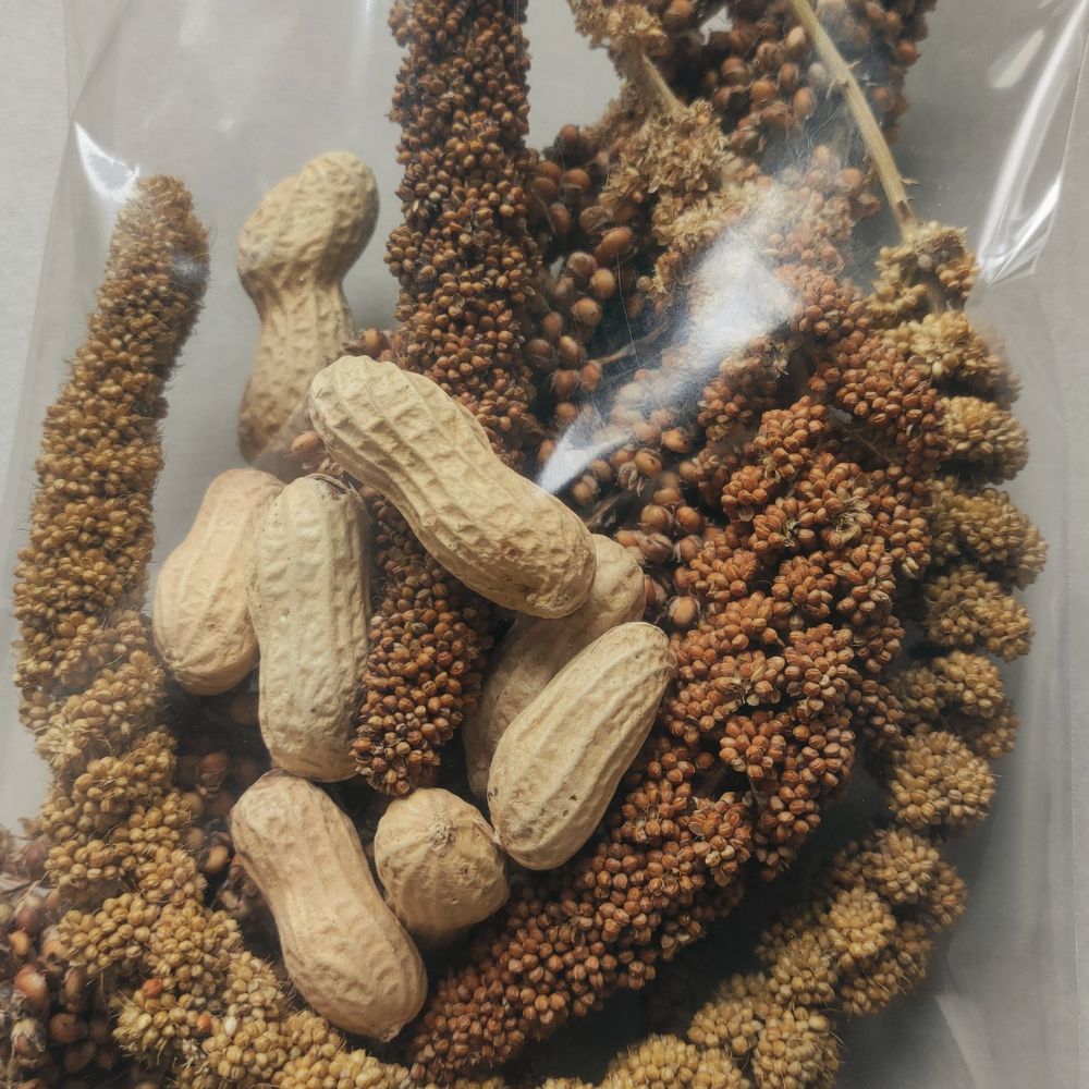 Sachet d'épis variés comprenant un épi de sorgho, un épi de millet jaune et un épi de millet rouge, accompagnés de cacahuètes bio à décortiquer