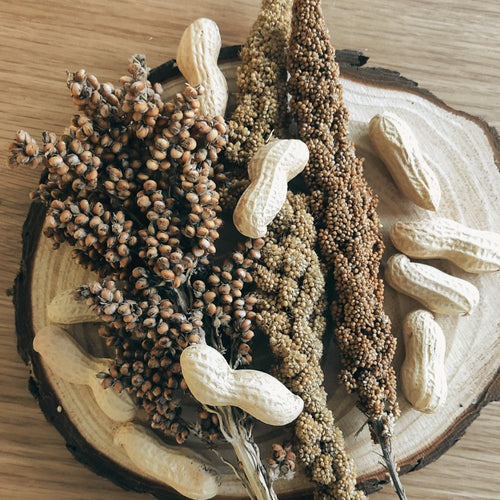 Trois épis variés, millet jaune, millet rouge et sorgho à gros grains, pour hamster et gerbilles, posés sur une rondelle de bois avec des cacahuètes bio en coque