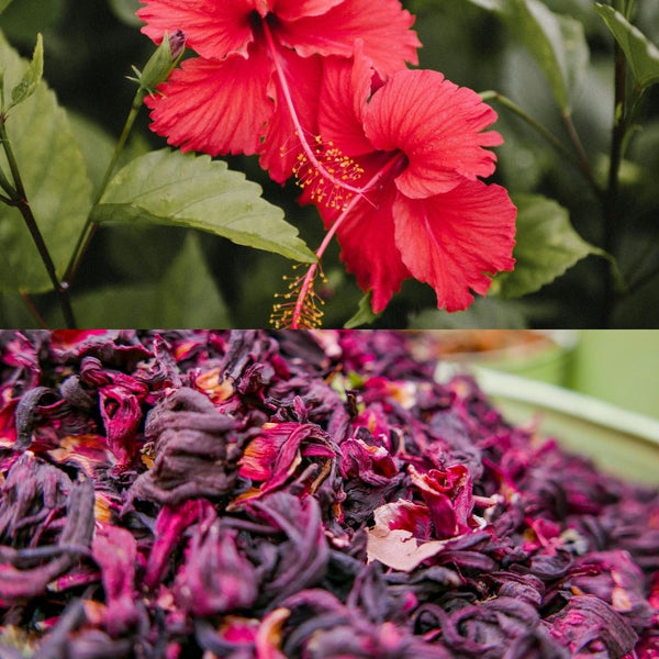 Fleurs d'hibiscus séchées 150g – Enrichissement floral pour rongeur