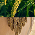 Épi de millet naturel pour gerbille et hamster