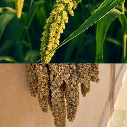 Épi de millet naturel pour gerbille et hamster