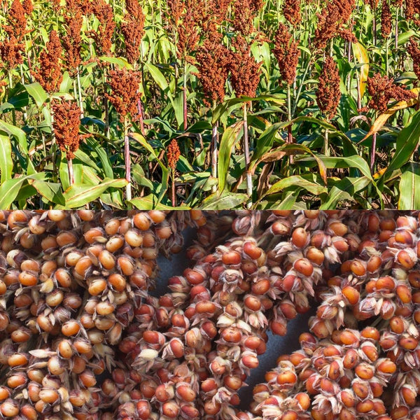 Épis de sorgho rouge 150g – Spécial gerbille, grignotage naturel