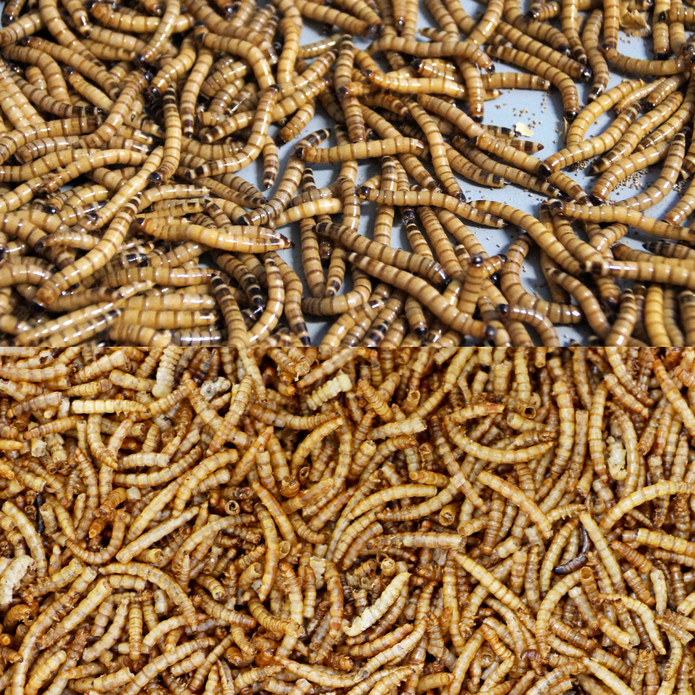 Vers de farine séchés – Spécial apport protéiné gerbilles et hamsters