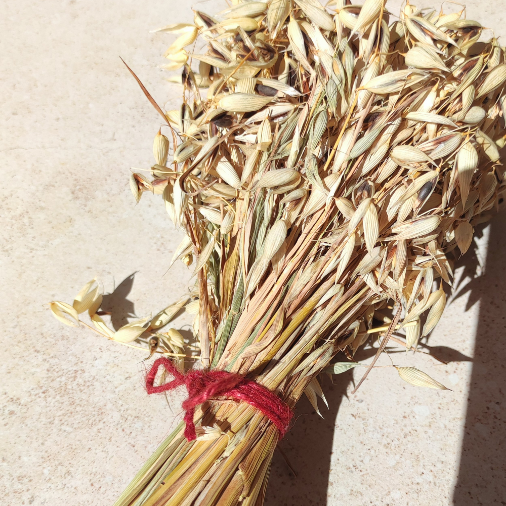 Bouquet d'avoine séché 100 g -enrichissement naturel pour rongeurs