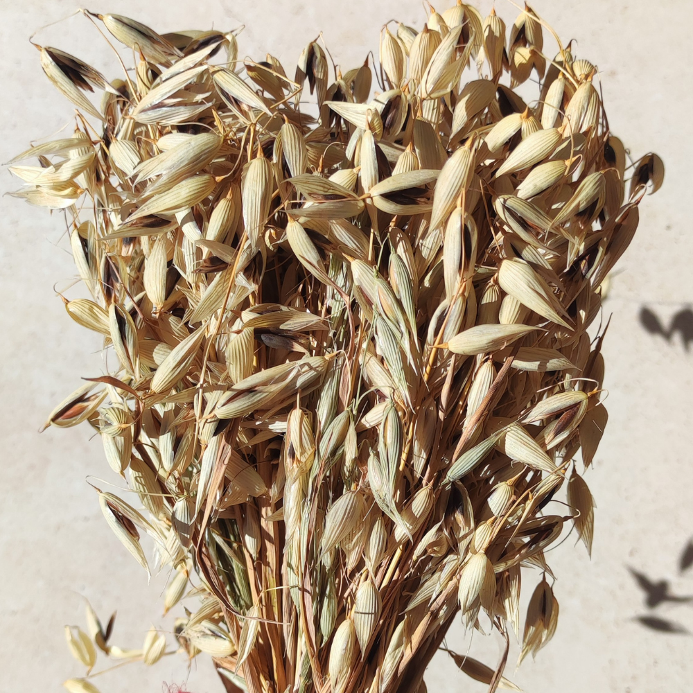 Bouquet d'avoine séché 100 g -enrichissement naturel pour rongeurs