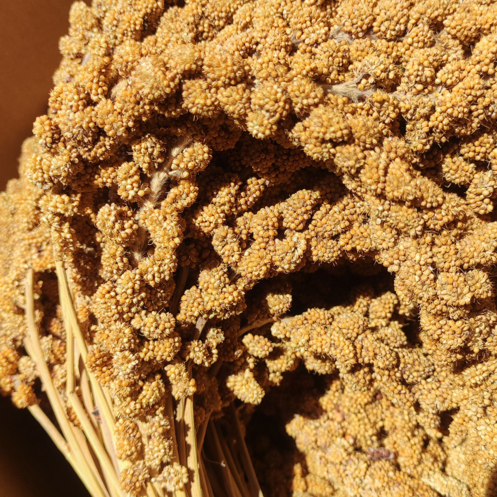 Épis de millet jaune ou rouge 50 g