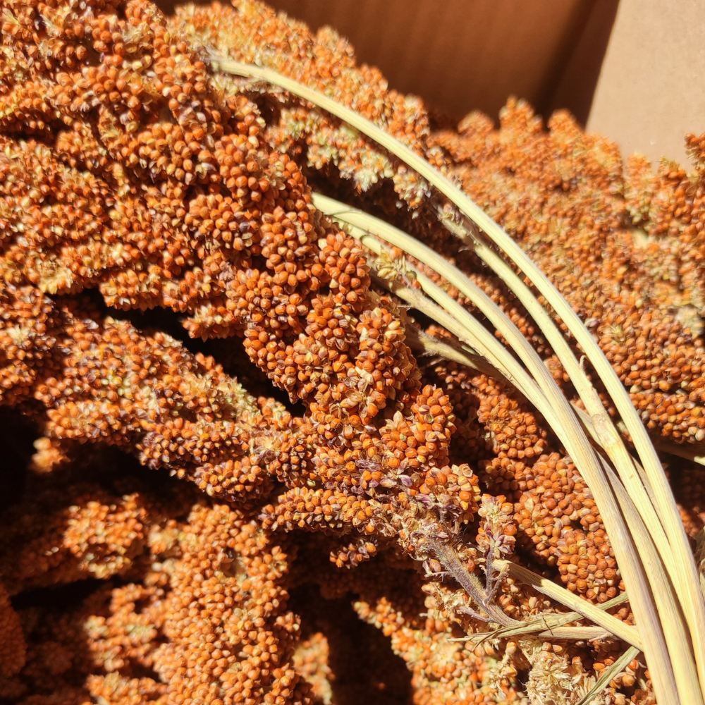 Épis de millet jaune ou rouge 50 g