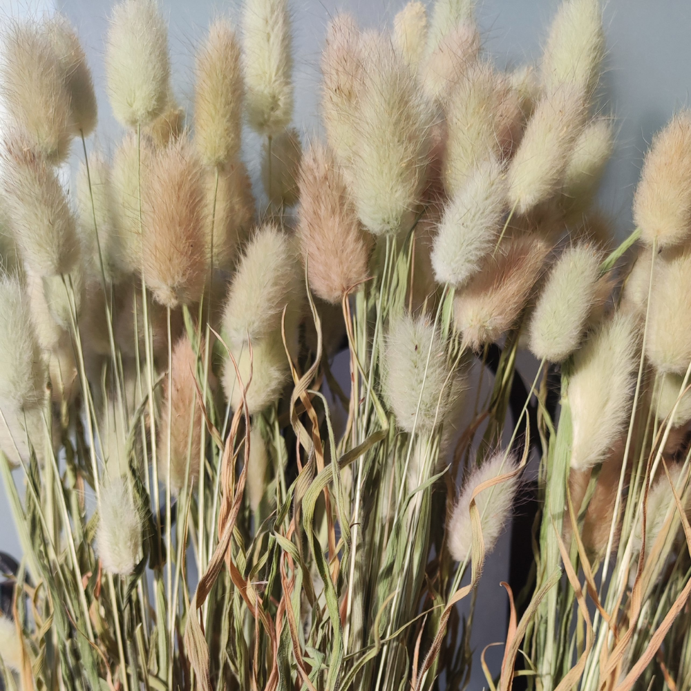 Bouquet de Lagurus - enrichissement tout doux