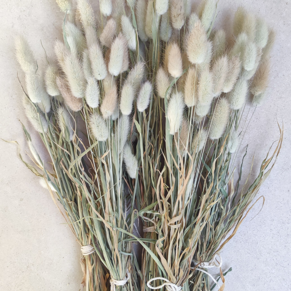 Bouquet de Lagurus - enrichissement tout doux
