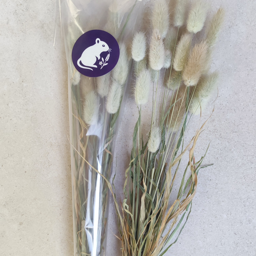 Bouquet de Lagurus - enrichissement tout doux