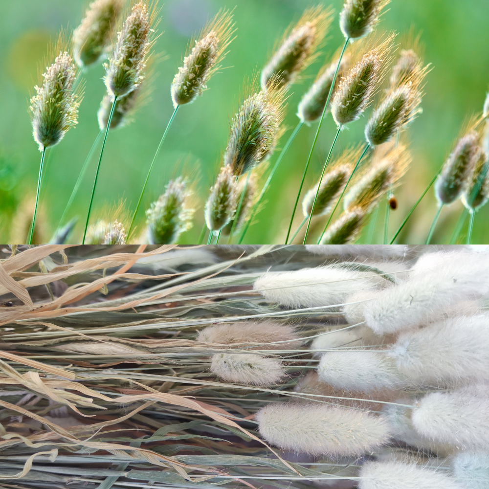 Bouquet de Lagurus - enrichissement tout doux