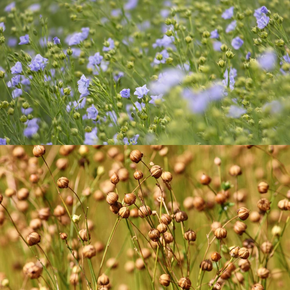Bouquet de lin séché  100 % français