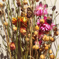 Bouquet naturel - Lin, Pimprenelle & immortelles
